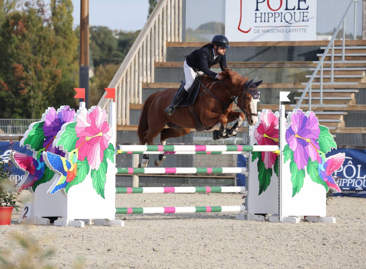 Hongre SF de 9 ans pour AM &eacute;lite