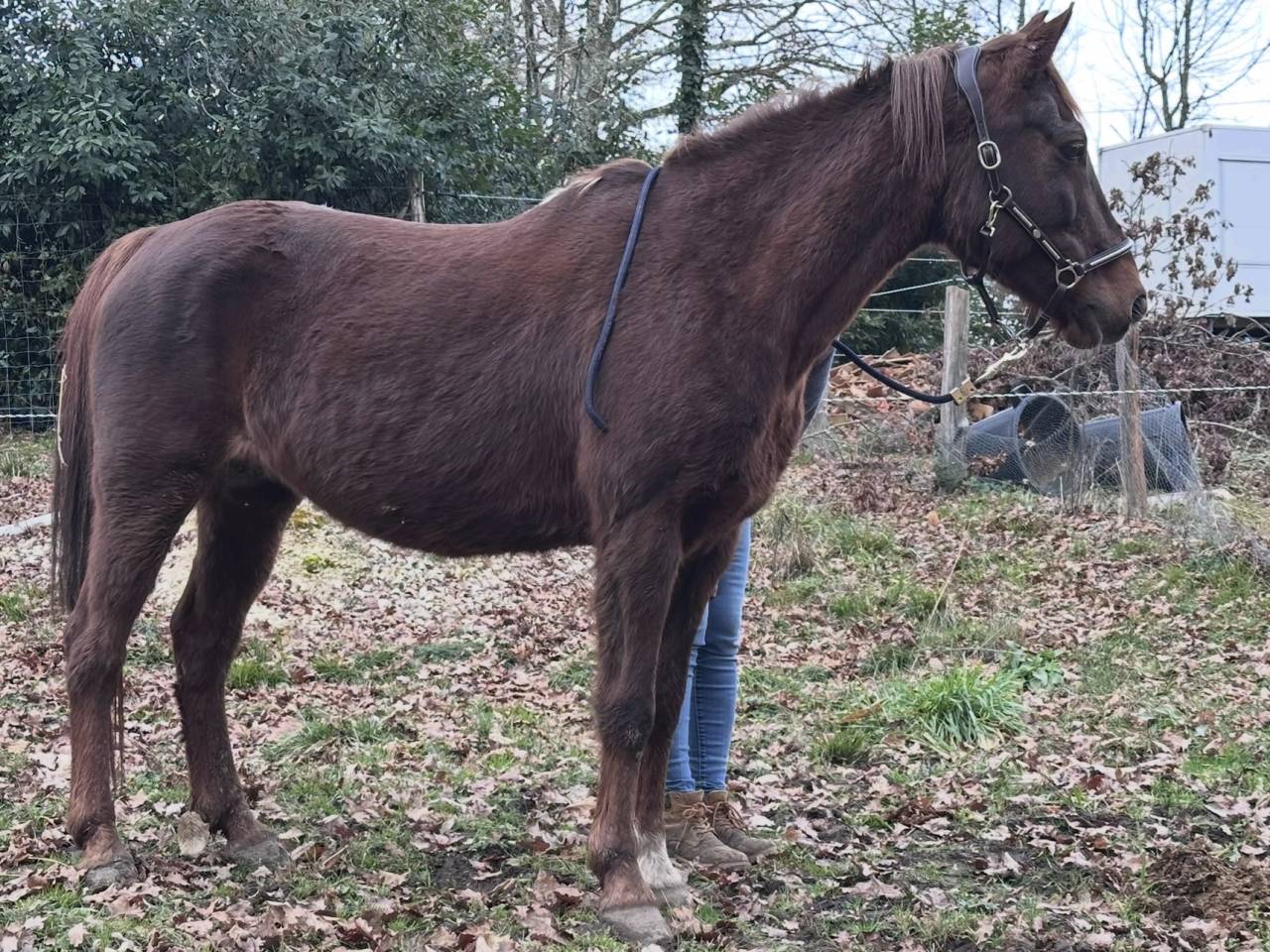 Poulini&egrave;re pfs 16 ans ipo 133, et 3,5 points pace