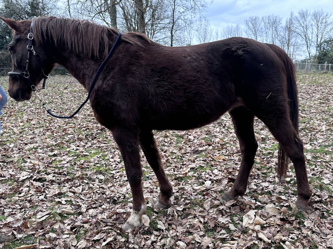 Poulini&egrave;re pfs 16 ans ipo 133, et 3,5 points pace