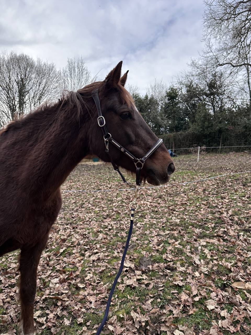 Poulini&egrave;re pfs 16 ans ipo 133, et 3,5 points pace