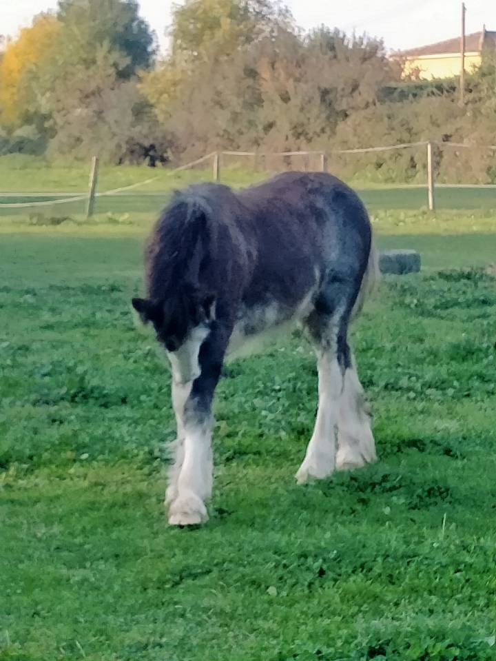phalween de la chize irish-cob pp ics