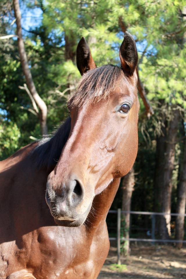 Jument pur sang irlandaise 7ans 