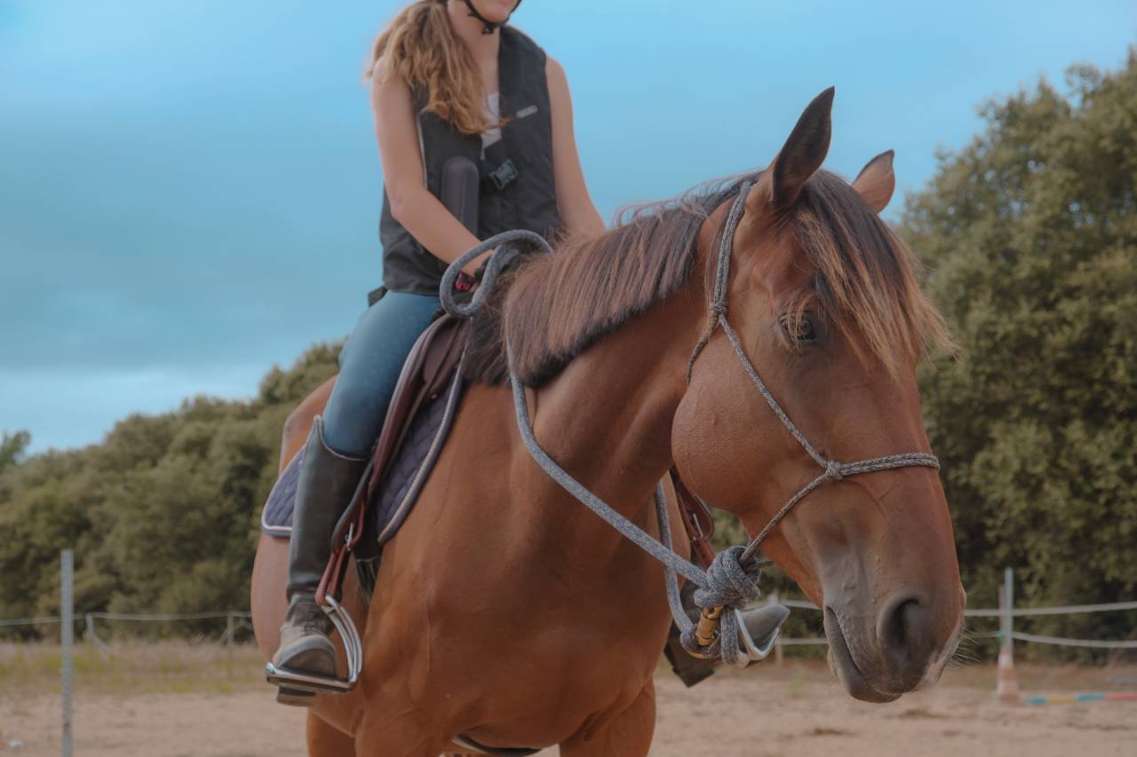 Jument pur sang irlandaise 7ans 