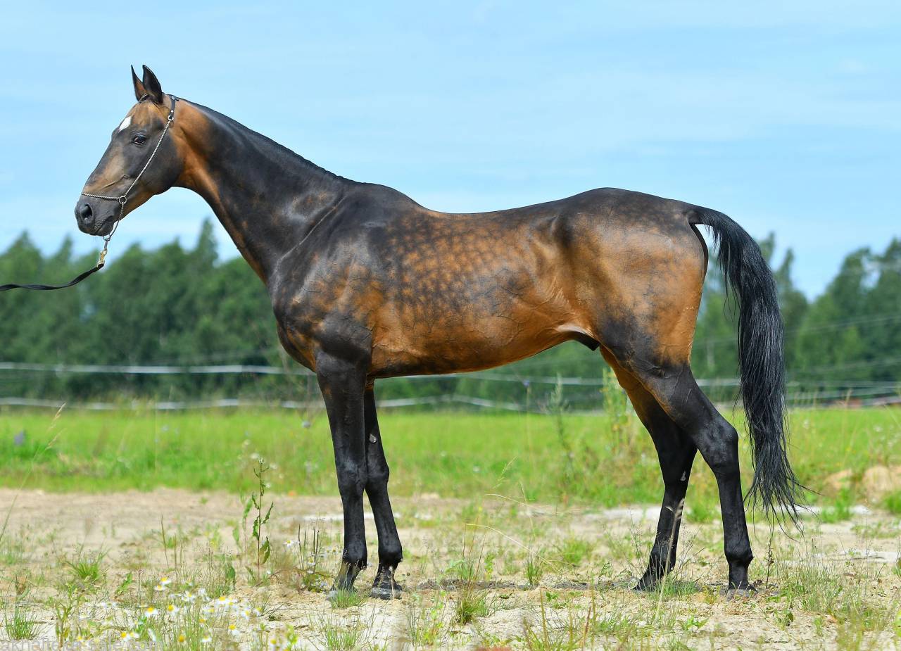 Saillie Akhal-T&eacute;k&eacute; 