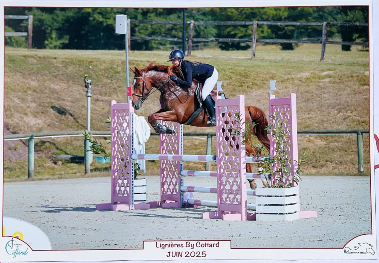 Superbe Hongre pour Amateur