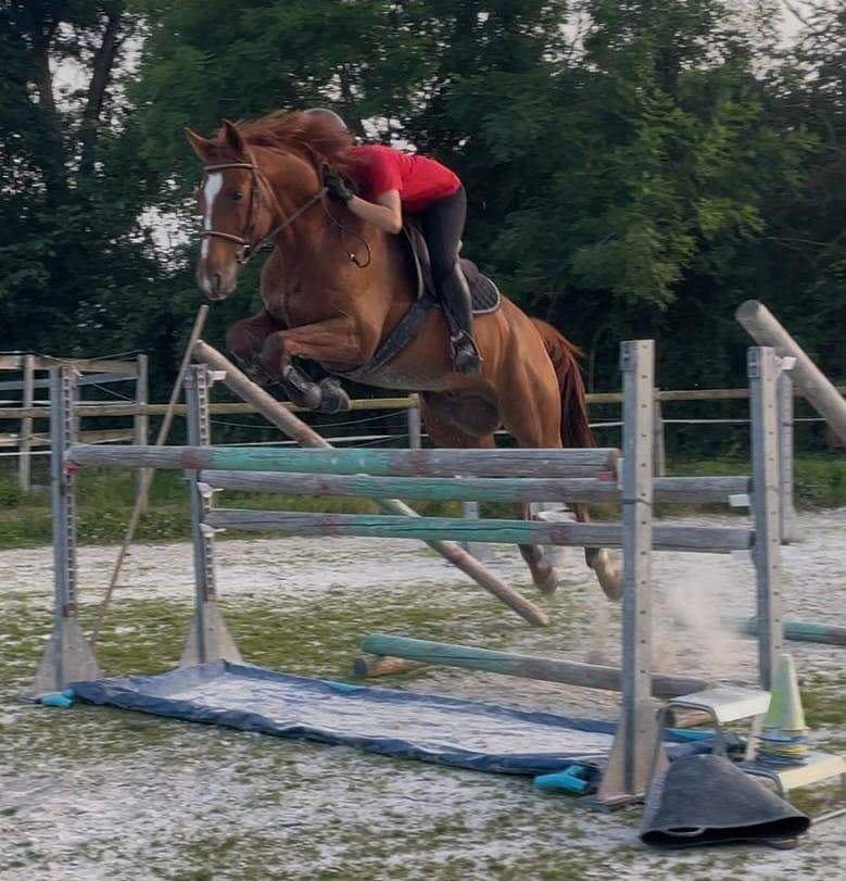 Superbe Hongre pour Amateur