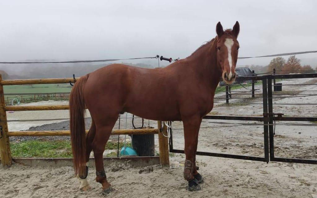 Superbe Hongre pour Amateur