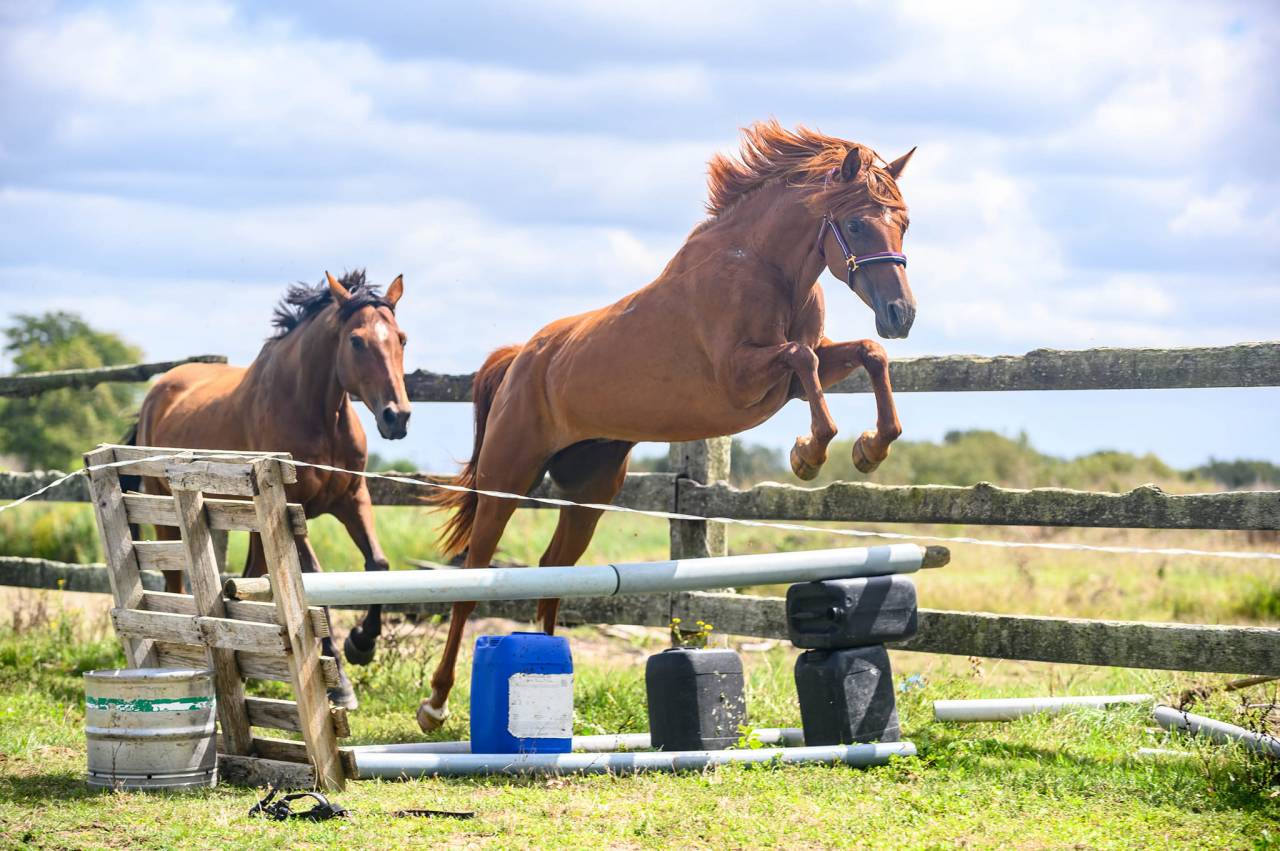 Jument pur sang Arabe