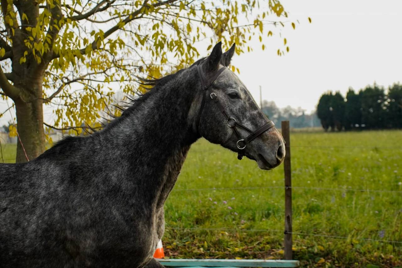 Cheval -Arlino, Pur-Sang de 5 ans