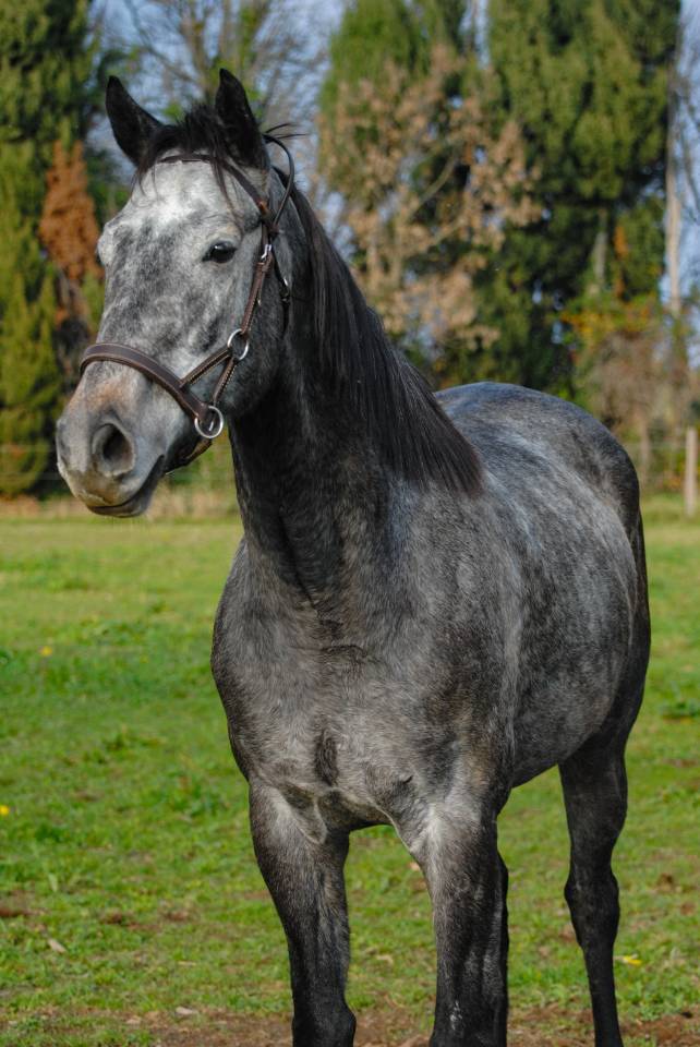 Cheval -Arlino, Pur-Sang de 5 ans