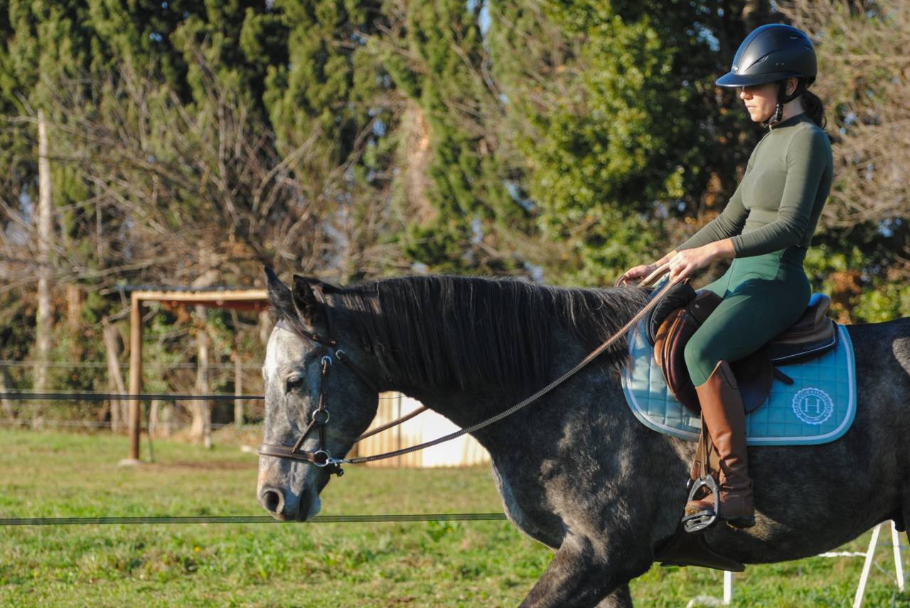 Cheval -Arlino, Pur-Sang de 5 ans