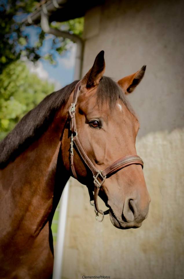 Hongre holsteiner de 8 ans - CSO