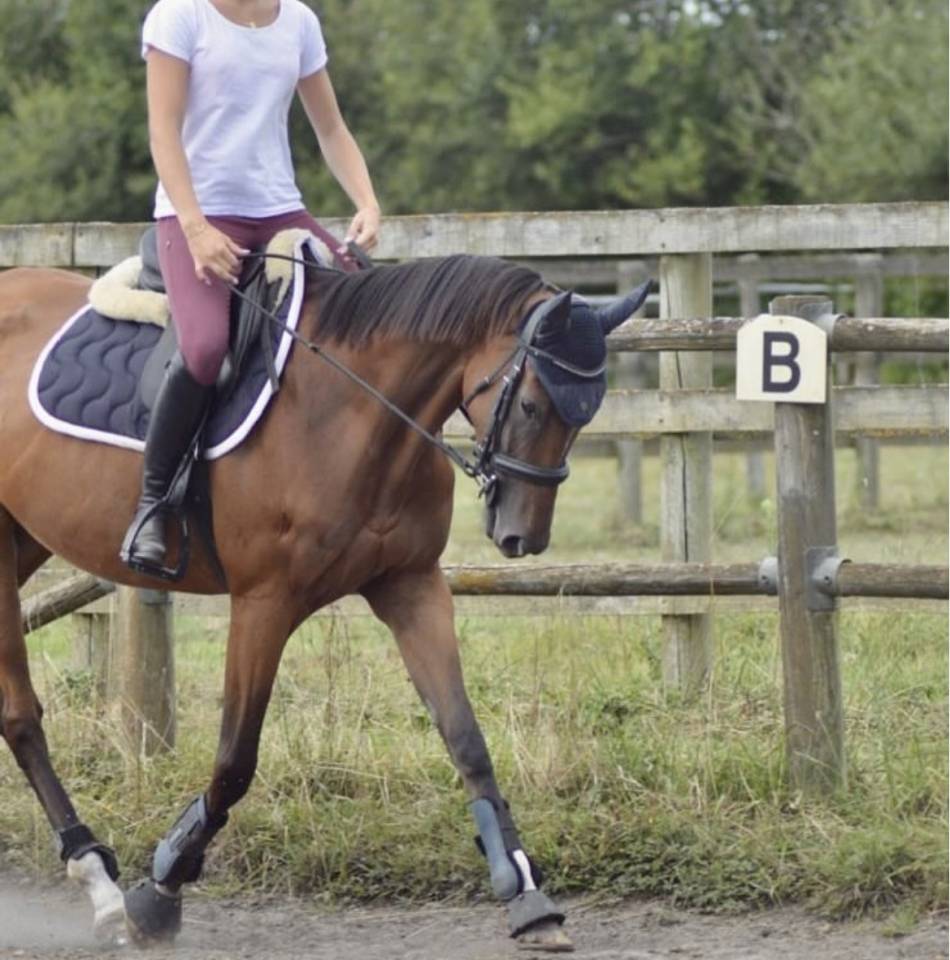 Jument pur sang &agrave; vendre 