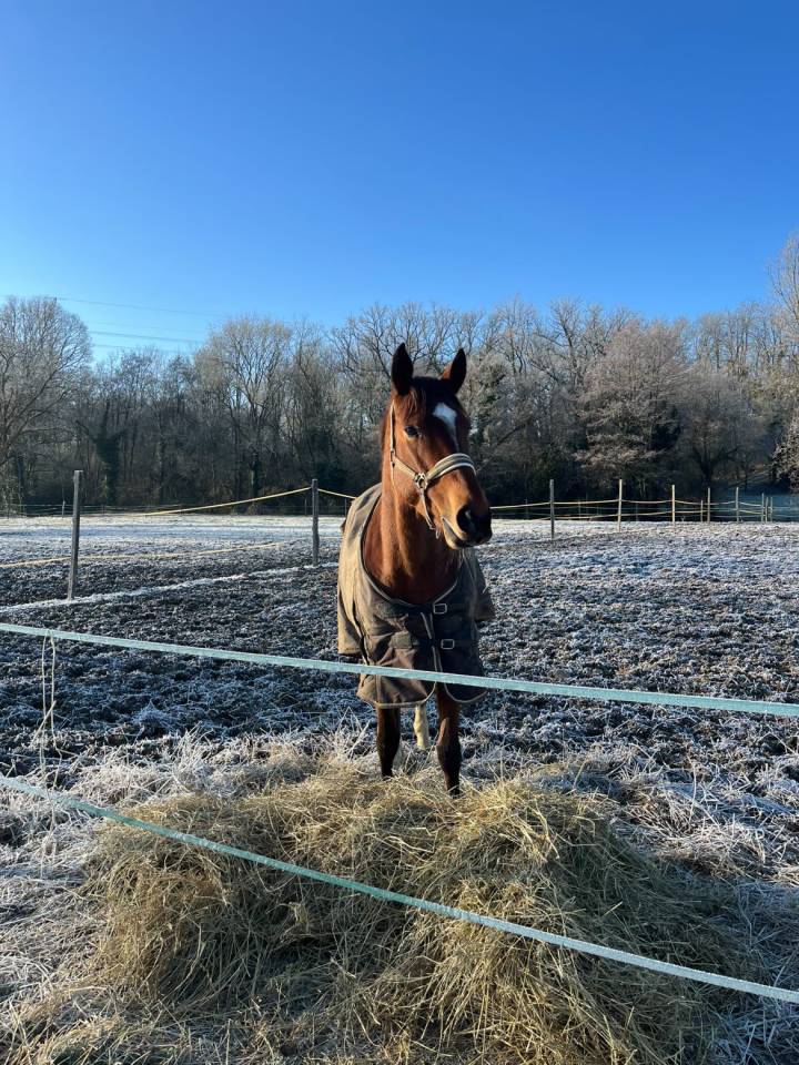 Jument pur sang &agrave; vendre 