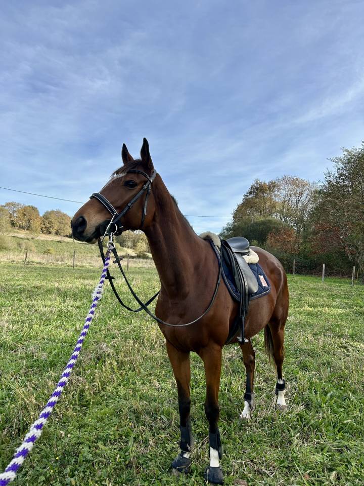 Jument pur sang &agrave; vendre 