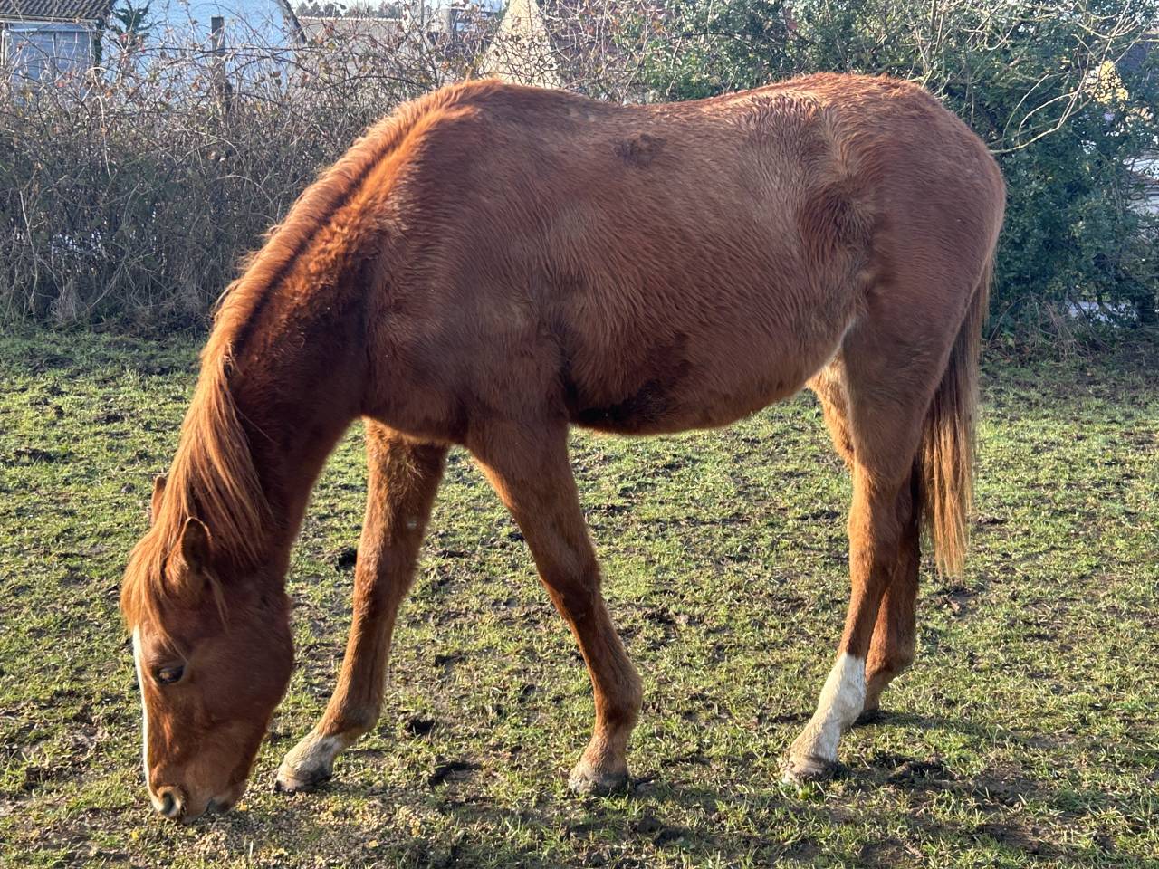 POULAIN SF n&eacute; en 2024