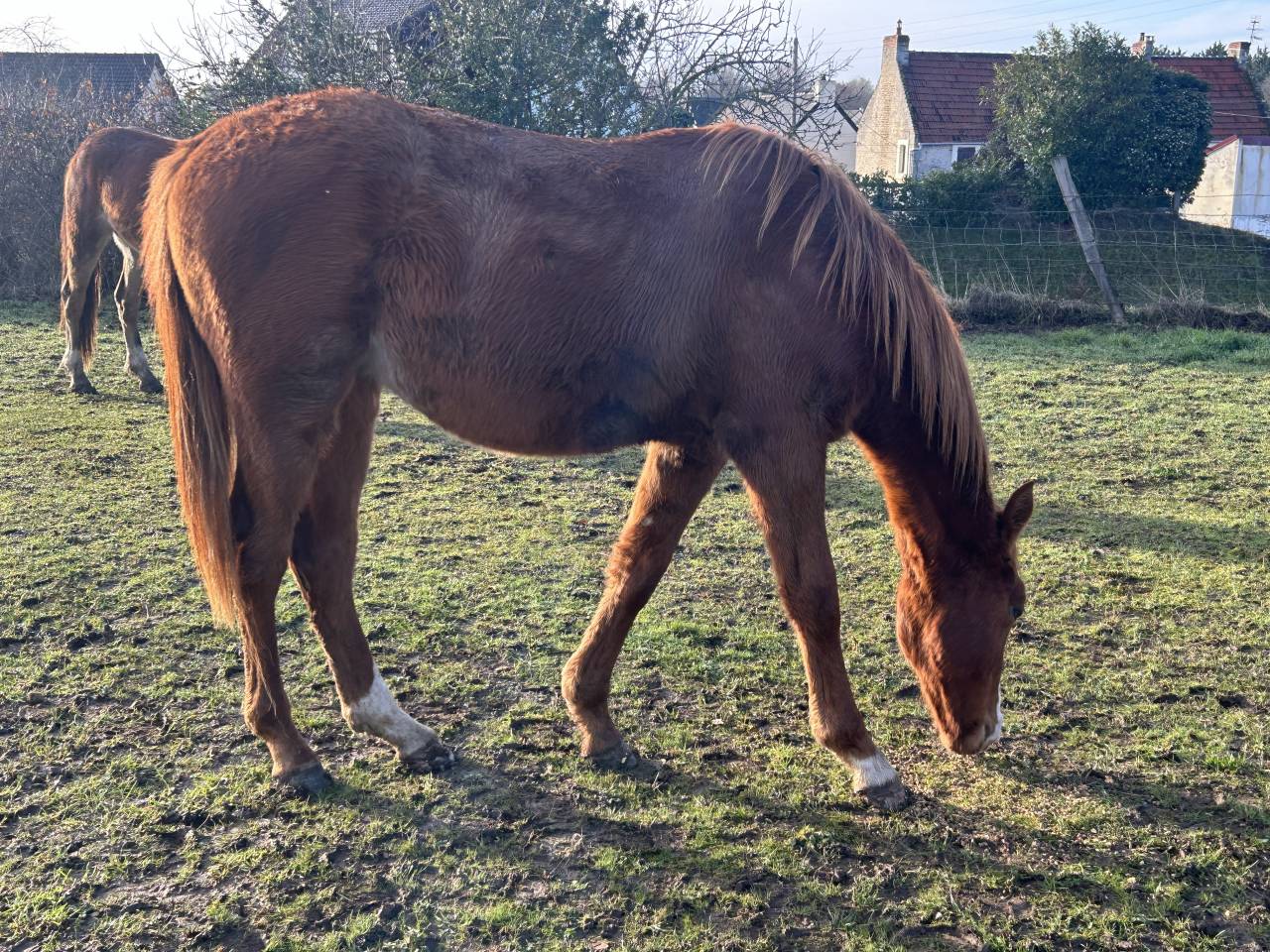 POULAIN SF n&eacute; en 2024