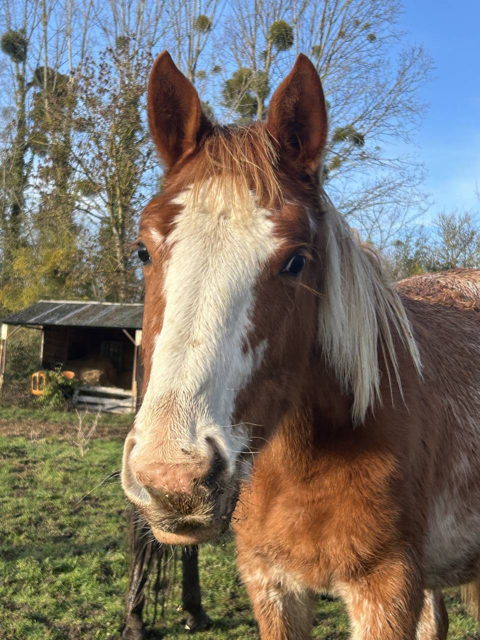 POULICHE SF n&eacute;e en 2024