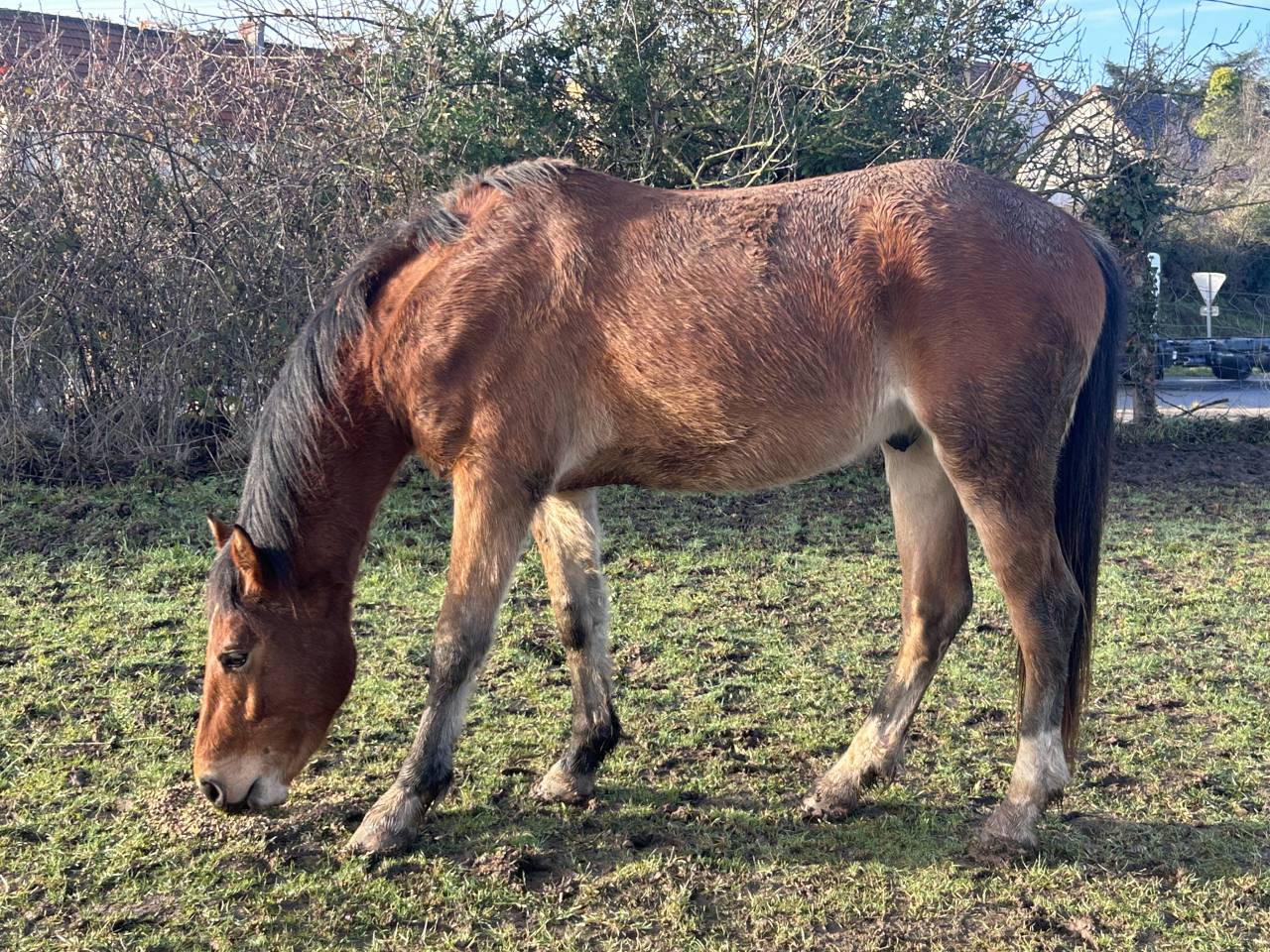 GRAND PONEY / PETIT CHEVAL