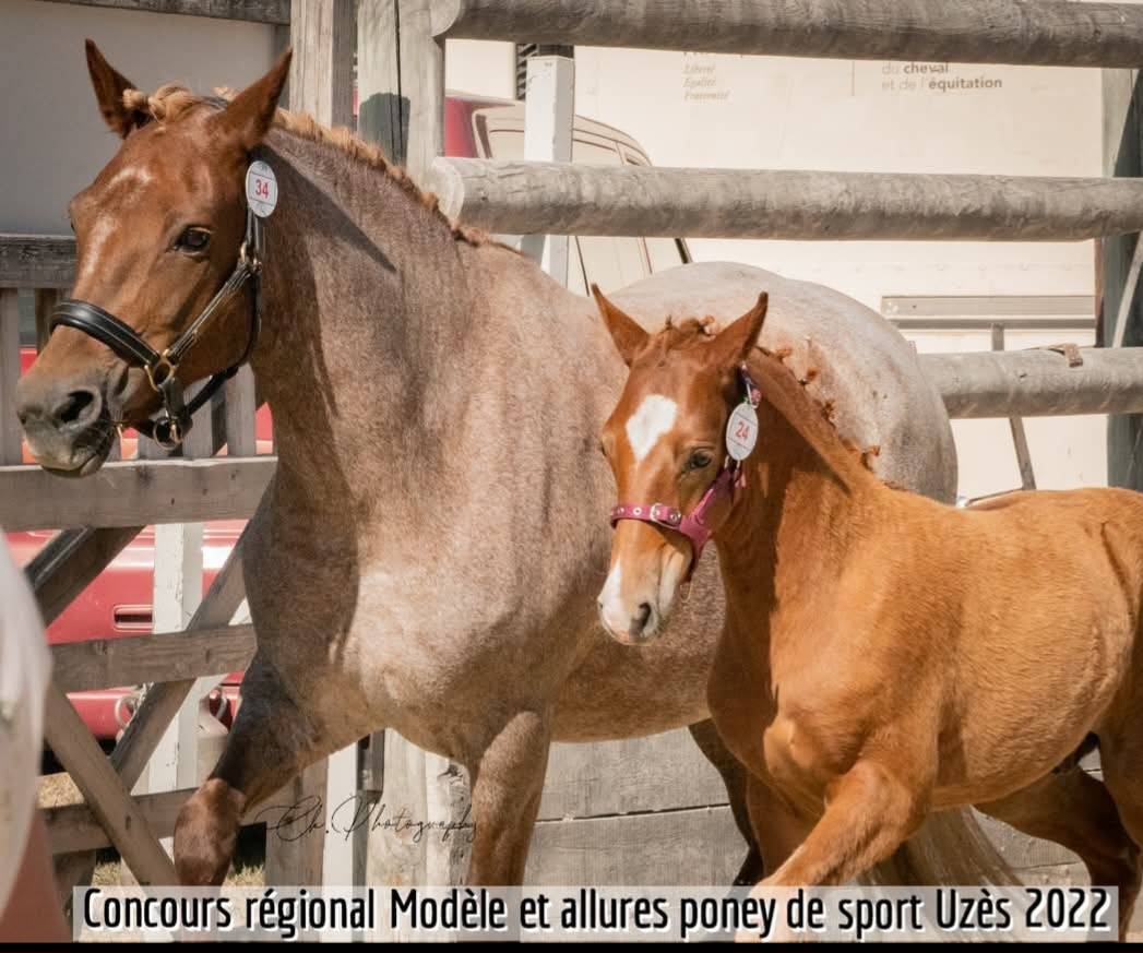 Poulini&egrave;re NF Aubere 