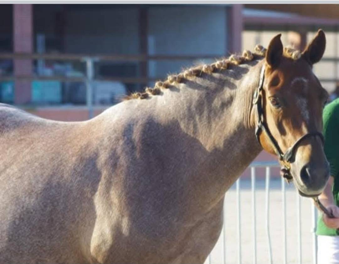 Poulini&egrave;re NF Aubere 