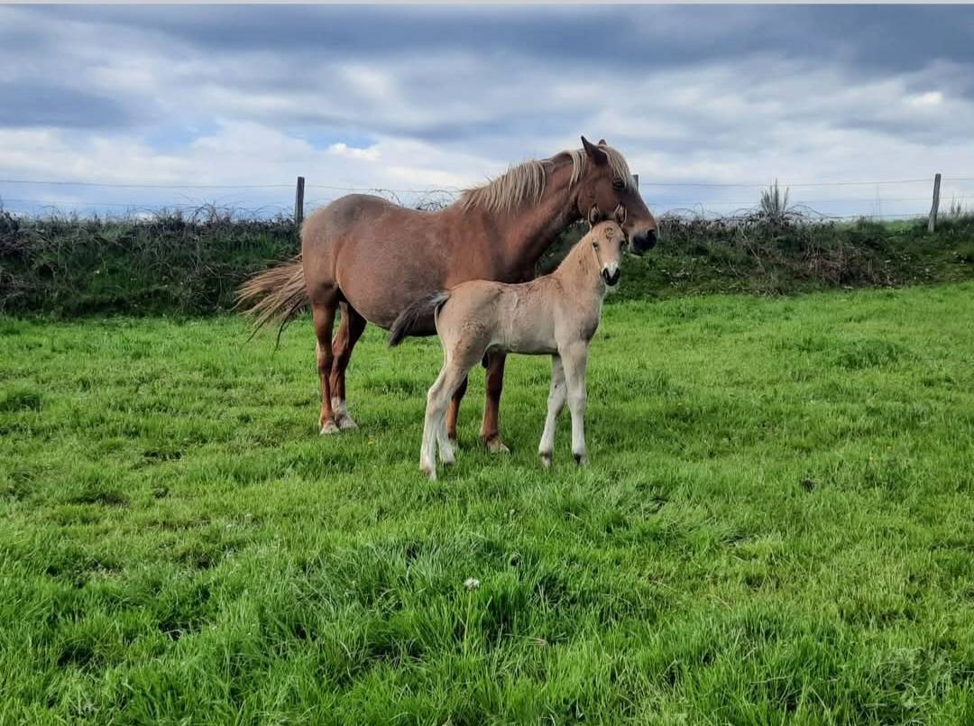 Poulini&egrave;re NF Aubere 