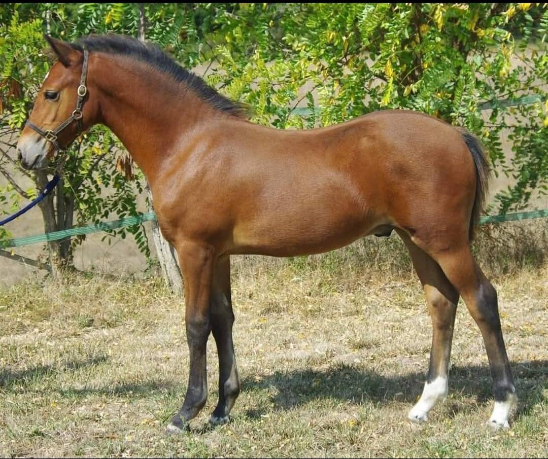 Poulini&egrave;re NF Aubere 