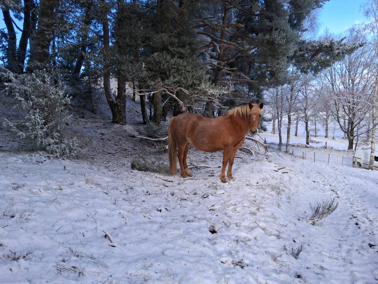 Poulini&egrave;re NF Aubere 