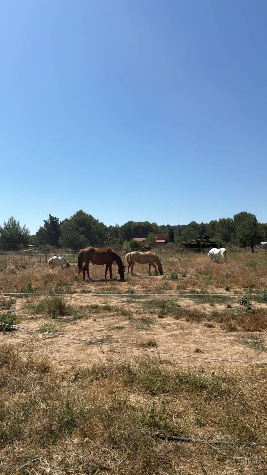 Pension chevaux (13)