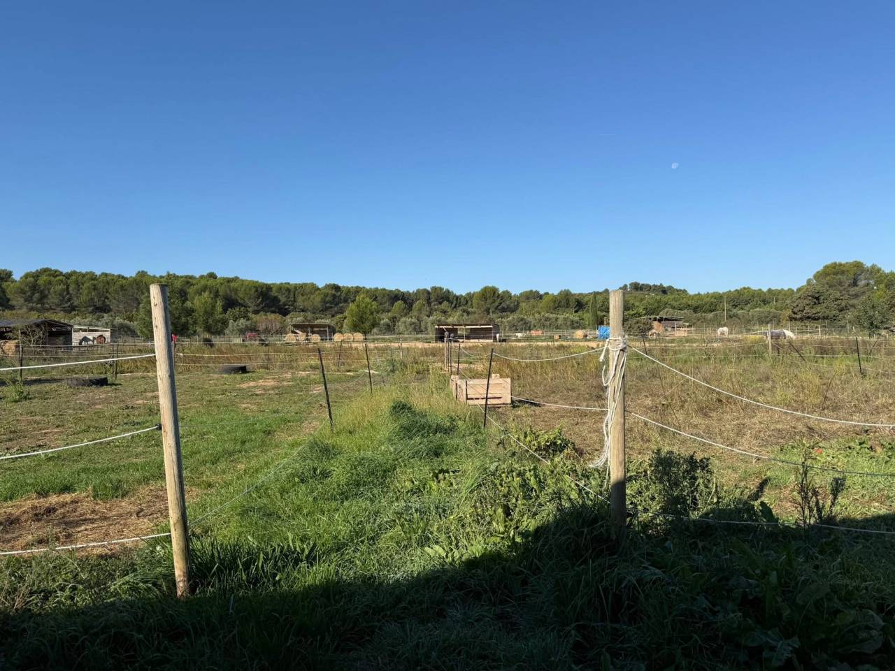 Pension chevaux (13)