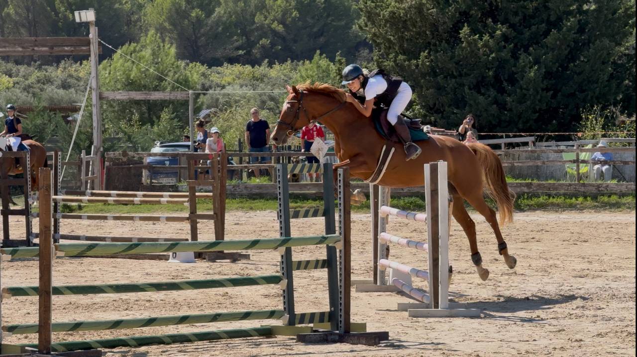 Pension chevaux (13)