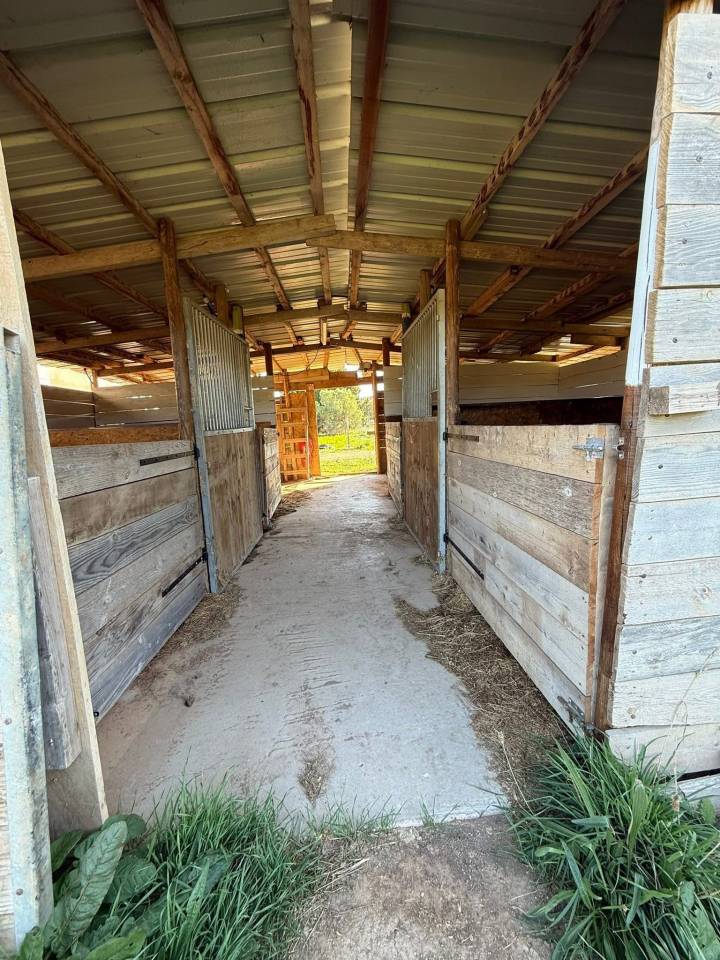 Pension chevaux (13)