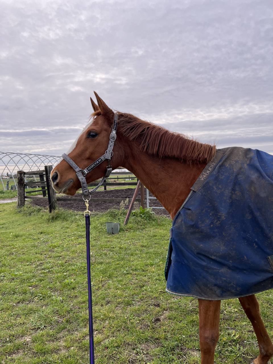 Jument pur sang 5 ans 