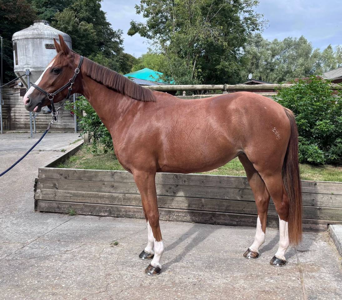 Vends magnifique petite jument SF 5 ans