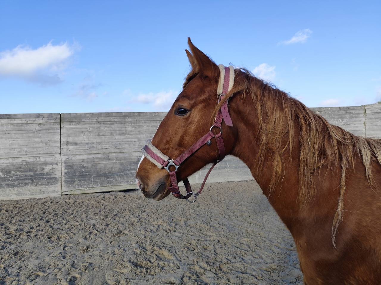 M&acirc;le sf de 2ans par casallo x diamant. Top famille 