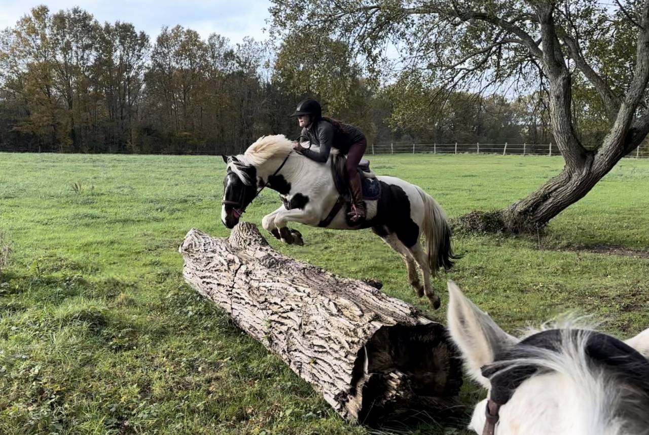 cheval &agrave; vendre / louer 