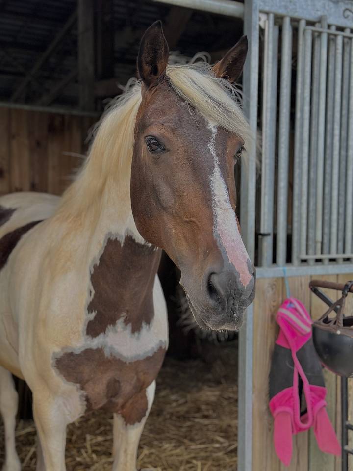 cheval &agrave; vendre / louer 
