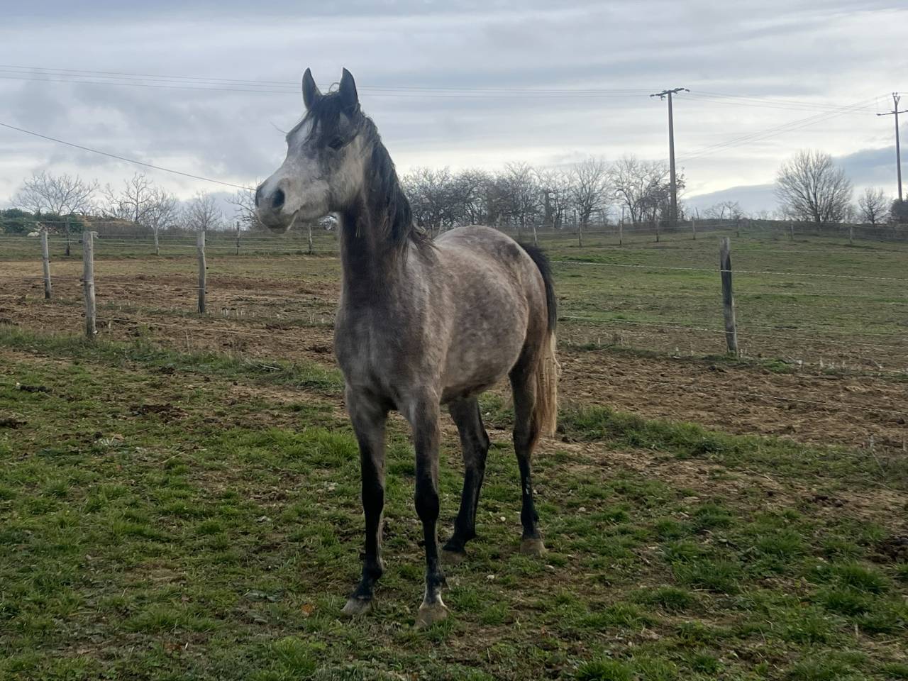 Jument Pur Sang Arabe PP