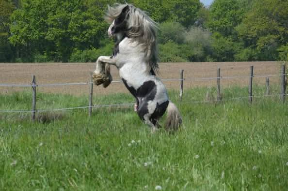 Bony des champs d'or - Saillie &Eacute;talon Irish cob