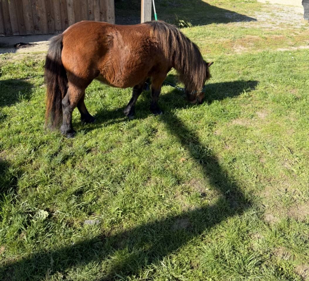Shetland petite bombe 