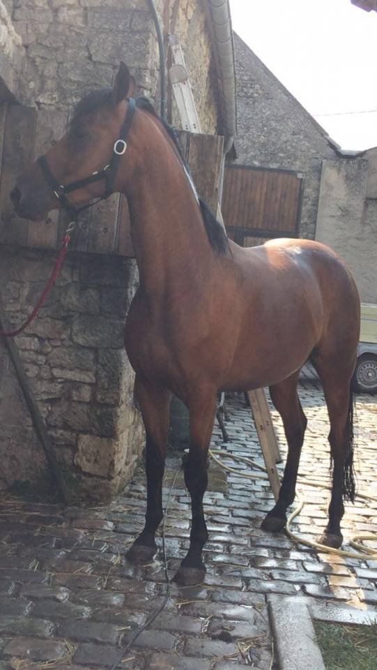 Petit cheval sport belge 