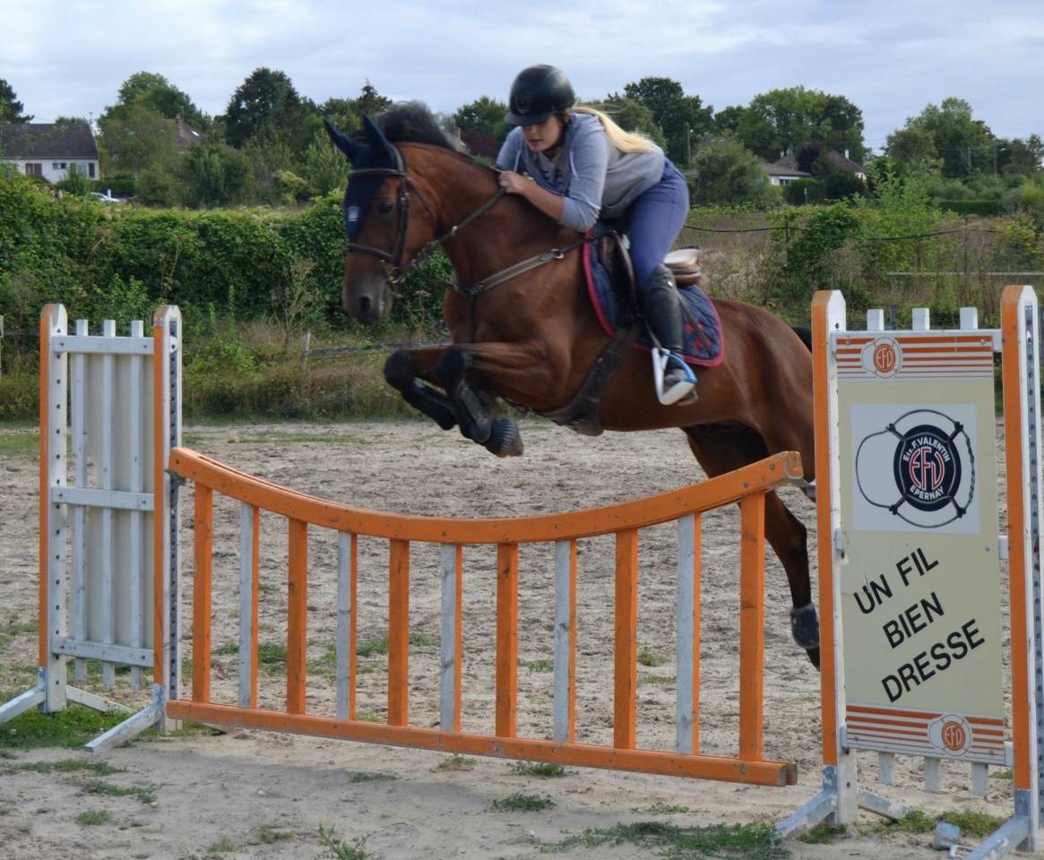 Petit cheval sport belge 