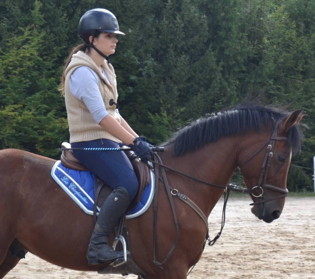 Petit cheval sport belge 