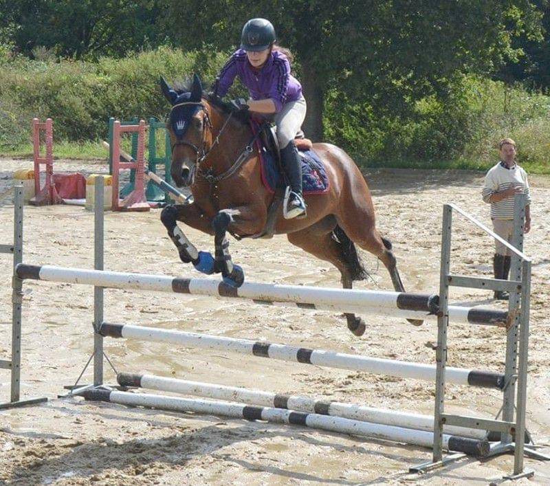 Petit cheval sport belge 