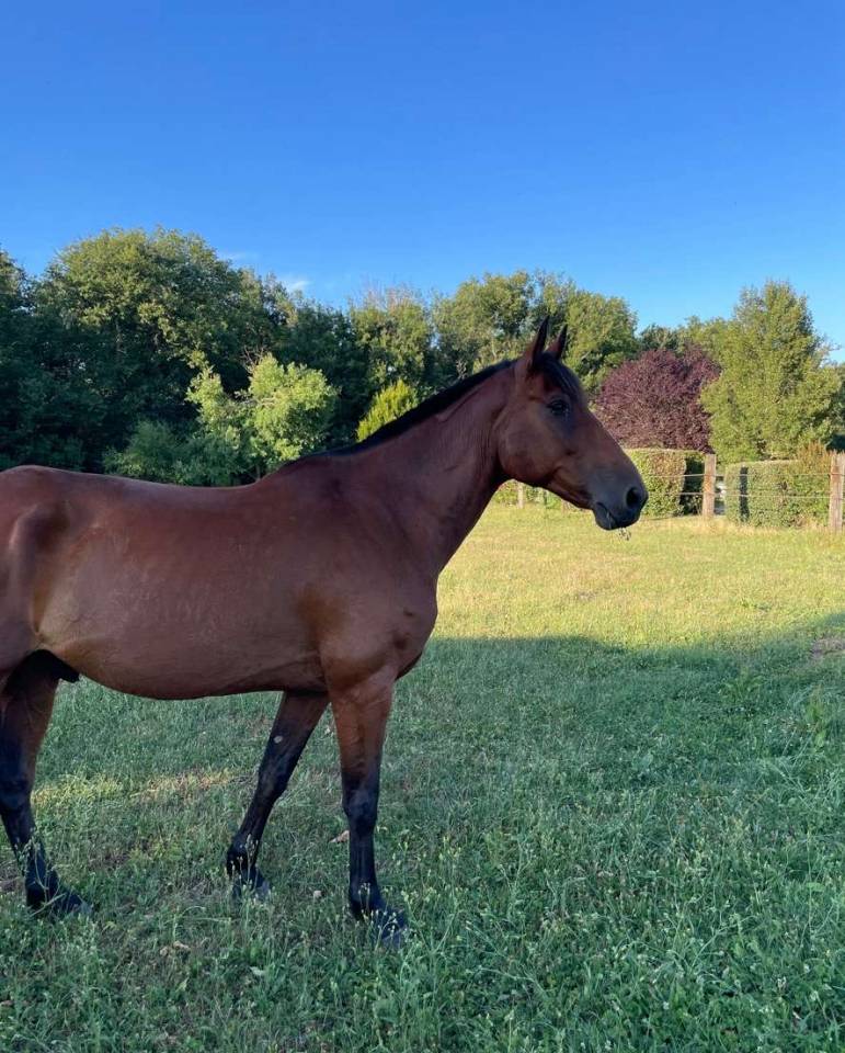 Cheval id&eacute;al cavalier club