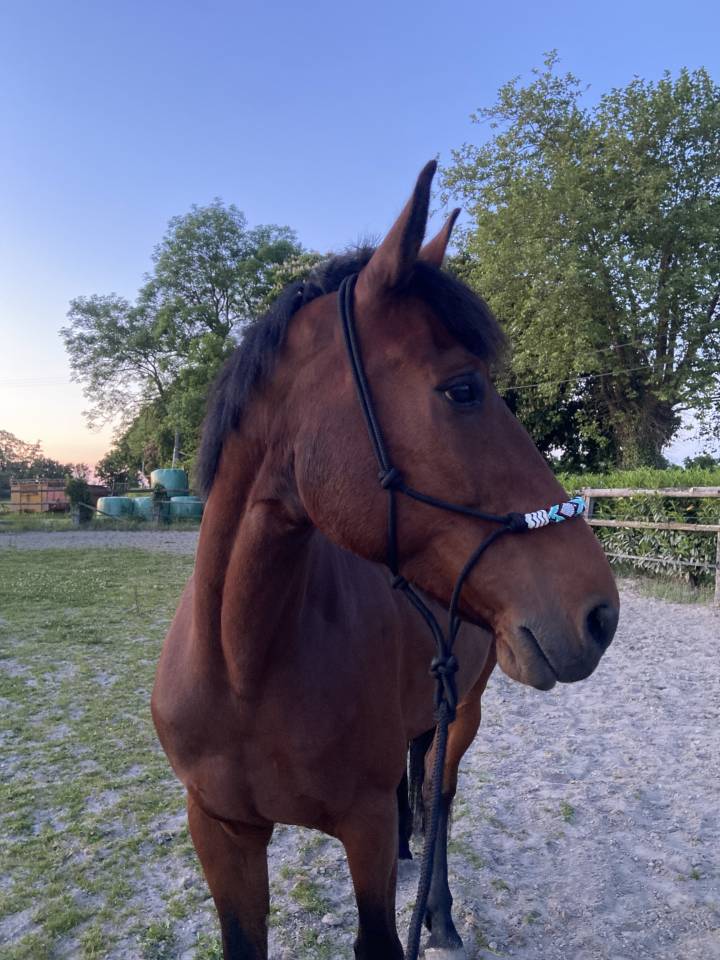 Cheval id&eacute;al cavalier club