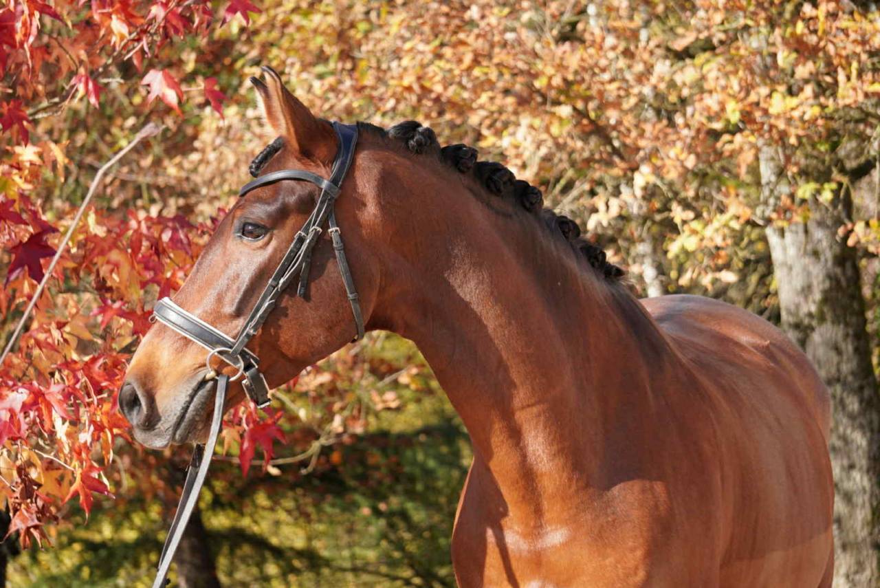 Hongre - PRE - 13 ans - Exp&eacute;rience jusqu'au niveau GP