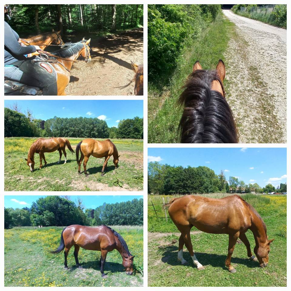 Demi-pension &eacute;quitation d'ext&eacute;rieur, promenade, randonn