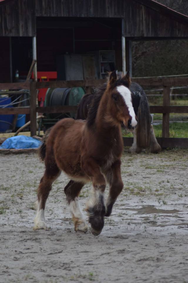 Irish cob