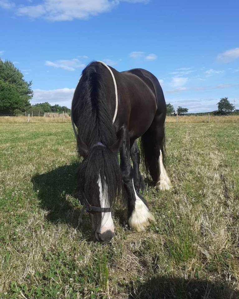 Grand Gypsy Cob TGCA